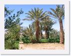 IMG_5149_Hassi_Labied_Oasis * 1600 x 1200 * (1.55MB)