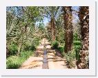 IMG_5152_Hassi_Labied_Oasis * 1600 x 1200 * (1.73MB)