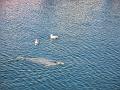 img_0496_Phoque_Mallaig